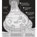 download 58294main The Brain In Space 32 Science Diagram Of Synapse clipart image with 45 hue color