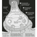 download 58294main The Brain In Space 32 Science Diagram Of Synapse clipart image with 90 hue color