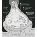 download 58294main The Brain In Space 32 Science Diagram Of Synapse clipart image with 135 hue color