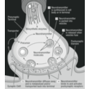 download 58294main The Brain In Space 32 Science Diagram Of Synapse clipart image with 180 hue color