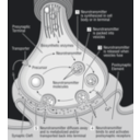 download 58294main The Brain In Space 32 Science Diagram Of Synapse clipart image with 225 hue color