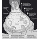 download 58294main The Brain In Space 32 Science Diagram Of Synapse clipart image with 270 hue color