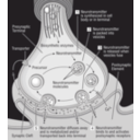 download 58294main The Brain In Space 32 Science Diagram Of Synapse clipart image with 315 hue color