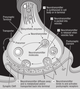 58294main The Brain In Space 32 Science Diagram Of Synapse