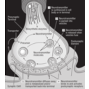 download 58294main The Brain In Space 32 Science Diagram Of Synapse clipart image with 0 hue color