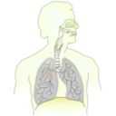 download Cancer Caused By Smoking I clipart image with 45 hue color