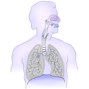 download Cancer Caused By Smoking I clipart image with 225 hue color