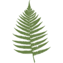 download Fern Leaf clipart image with 315 hue color