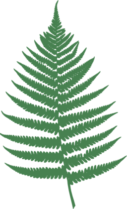 Fern Leaf