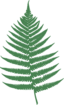 Fern Leaf