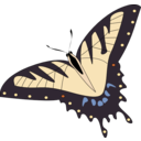 Butterfly Papillon