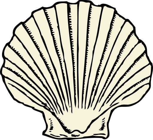 Scallop Shell