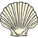 Scallop Shell