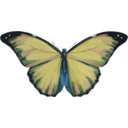 download Morpho Menelaus clipart image with 180 hue color