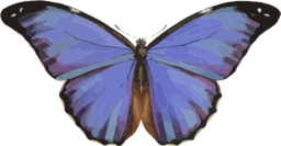 Morpho Menelaus