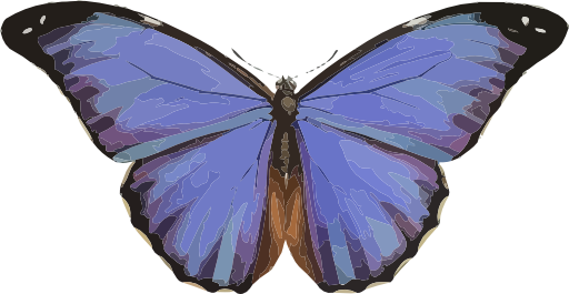 Morpho Menelaus