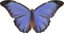 Morpho Menelaus