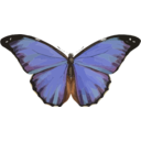download Morpho Menelaus clipart image with 0 hue color