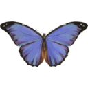 Morpho Menelaus