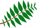 Pinnate Leaf