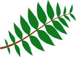 Pinnate Leaf