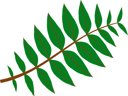 Pinnate Leaf