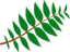 Pinnate Leaf