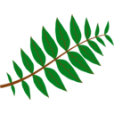 Pinnate Leaf