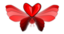 Wingloveheart