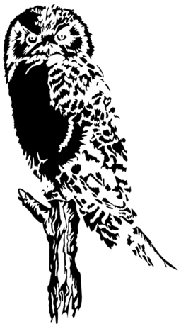 Owl Stylized