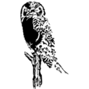 Owl Stylized