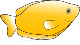 Yellow Gourami