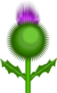 Scottish Thistle