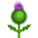 Scottish Thistle