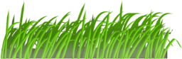 Grass Texture