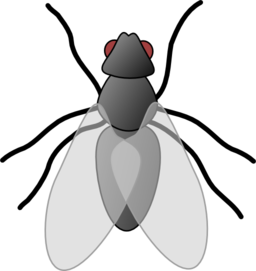 Fly 01