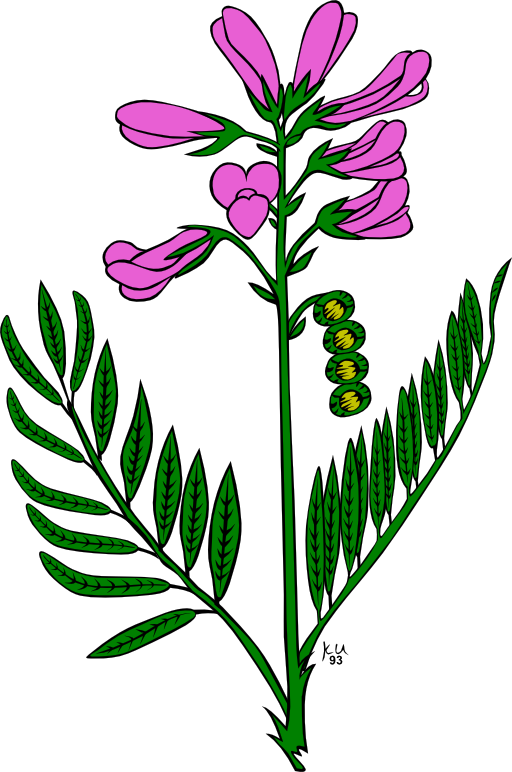 Ku Hedysarum Boreale