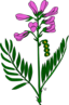 Ku Hedysarum Boreale