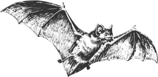 Bat