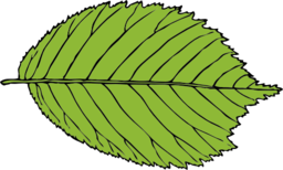 Bi Serrate Leaf