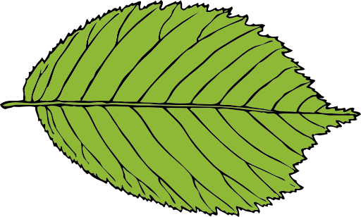 Bi Serrate Leaf