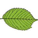 Bi Serrate Leaf