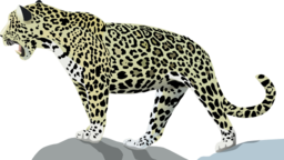 Jaguar