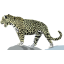download Jaguar clipart image with 0 hue color