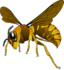 Brown Yellow Hornet