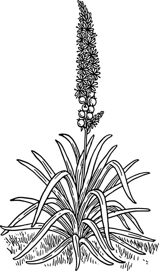 Asphodel