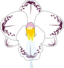 Wild Orchid