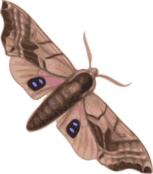 Moth Smerinthus Geminatus Top View