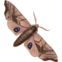 Moth Smerinthus Geminatus Top View