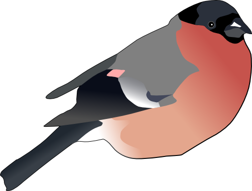 Eurasian Bullfinch